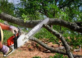 Professional Tree Services in Villa Hills, KY